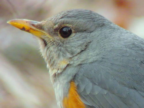 Grey-backed thrush